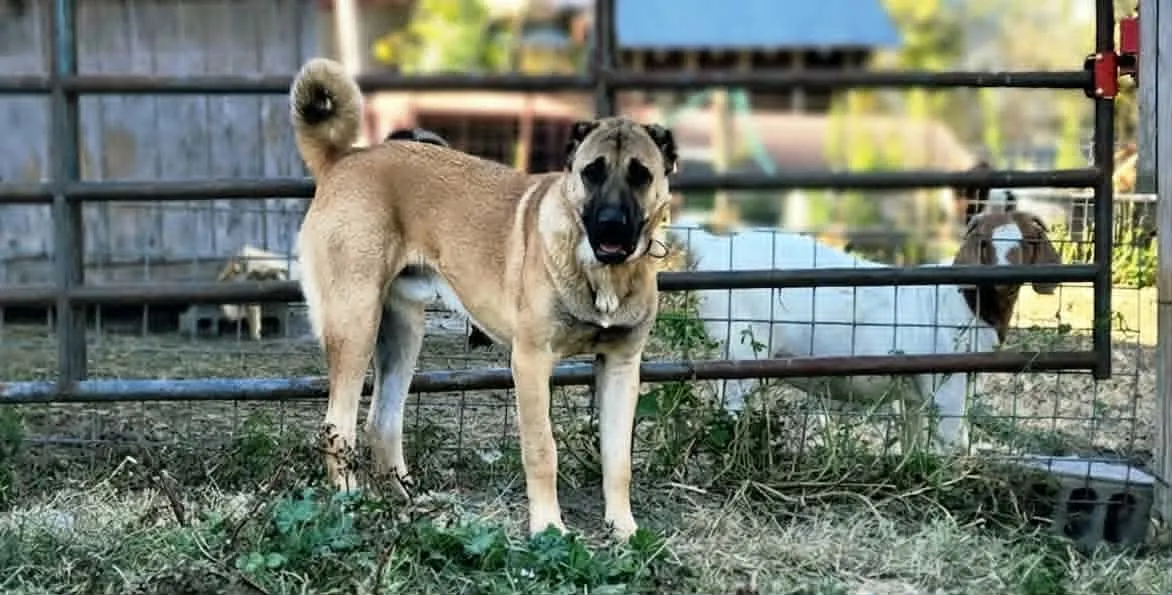 Atlas on watch at the fence line with a Boer goat behind him
