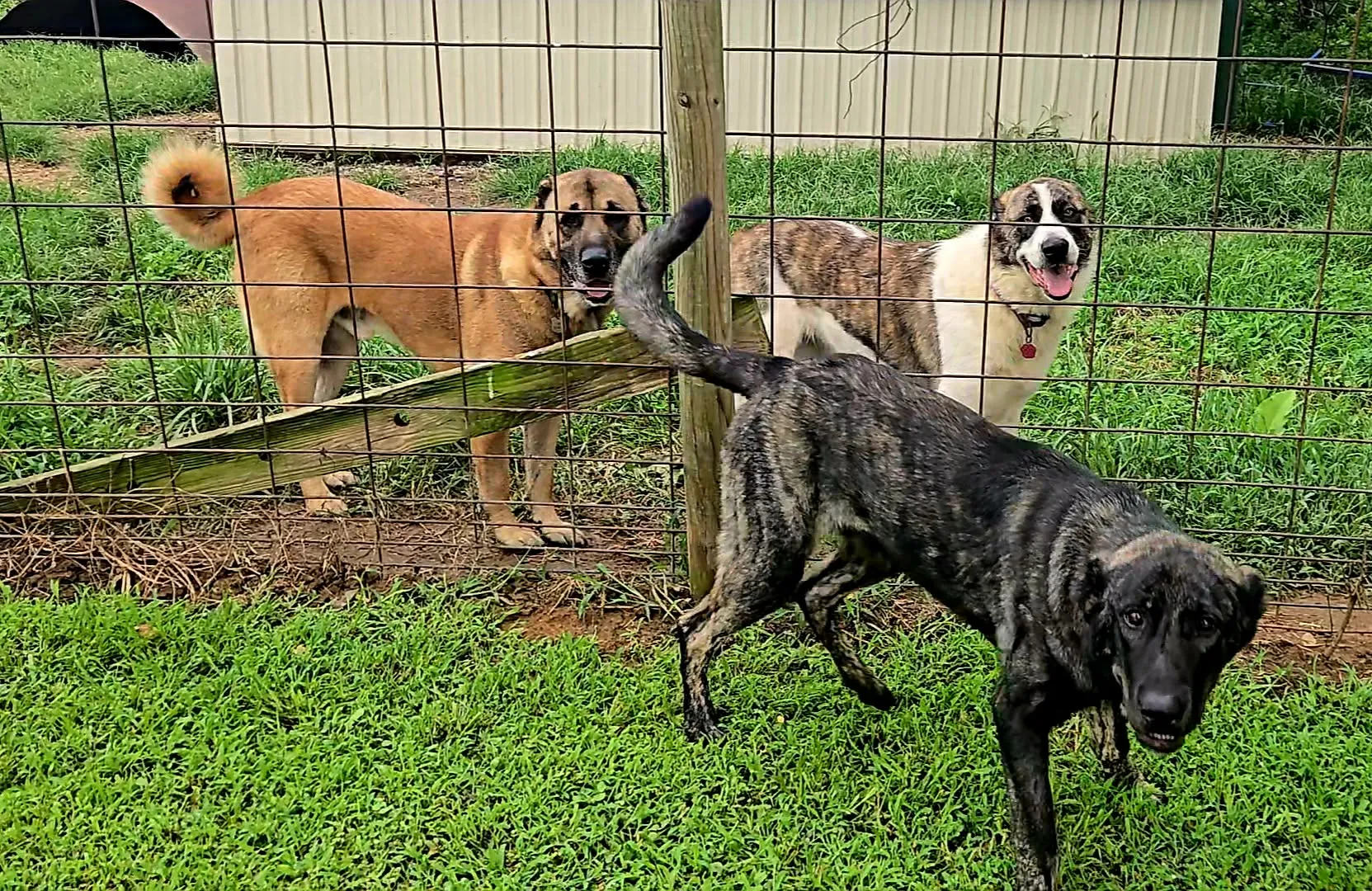 Atlas, Grizzly and Karu, our three Armenian Gamprs, together at the fence