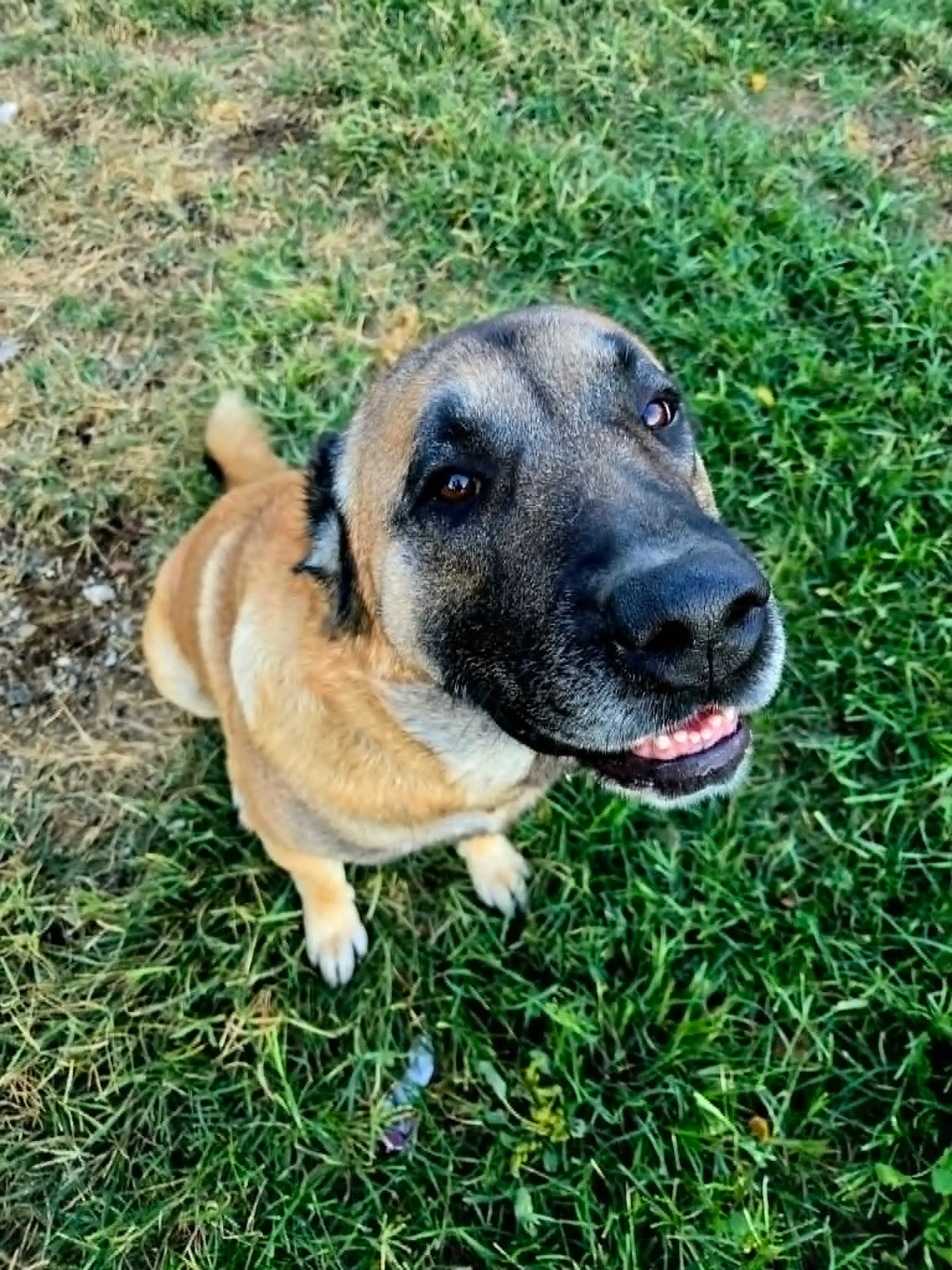 Atlas, a fawn Armenian Gampr with a black mask, sitting in the grass and looking up at the camera