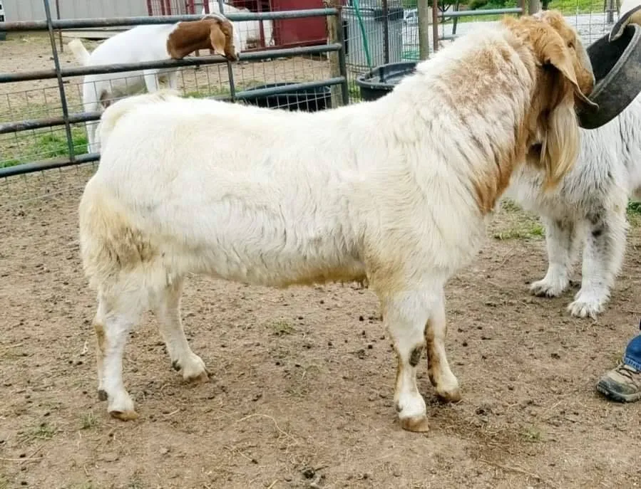 WMC Boomer Rang, a heavily maned white Boer buck, out in the barnyard