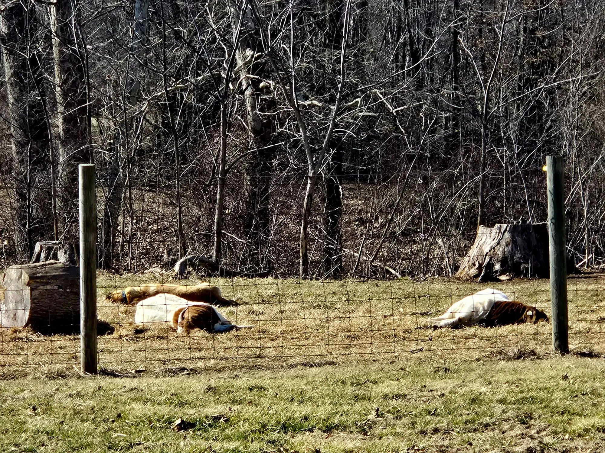 The bucks and their guardian stretched out soaking up the winter sunshine