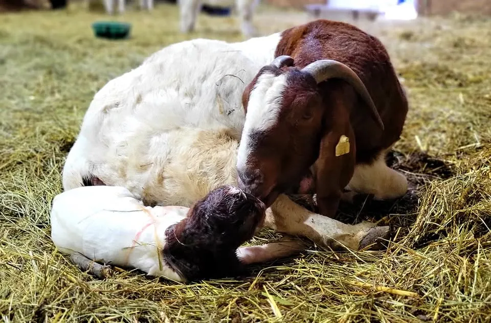 A Boer doe cleaning her newborn kid in the straw