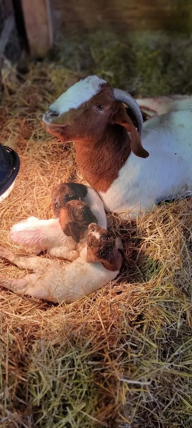 A doe resting in the straw with her newborn twins