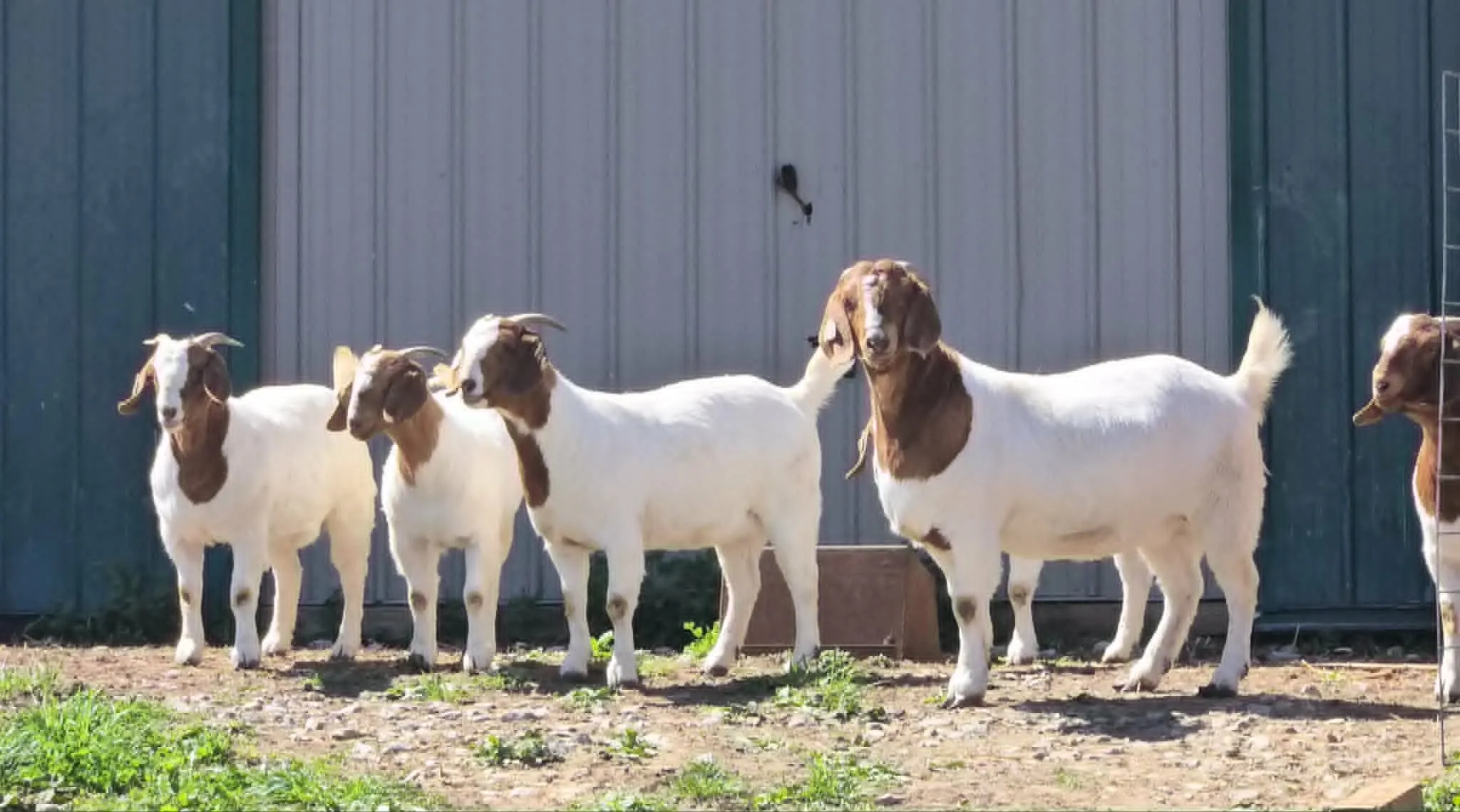 A line of Boer does standing in front of the barn