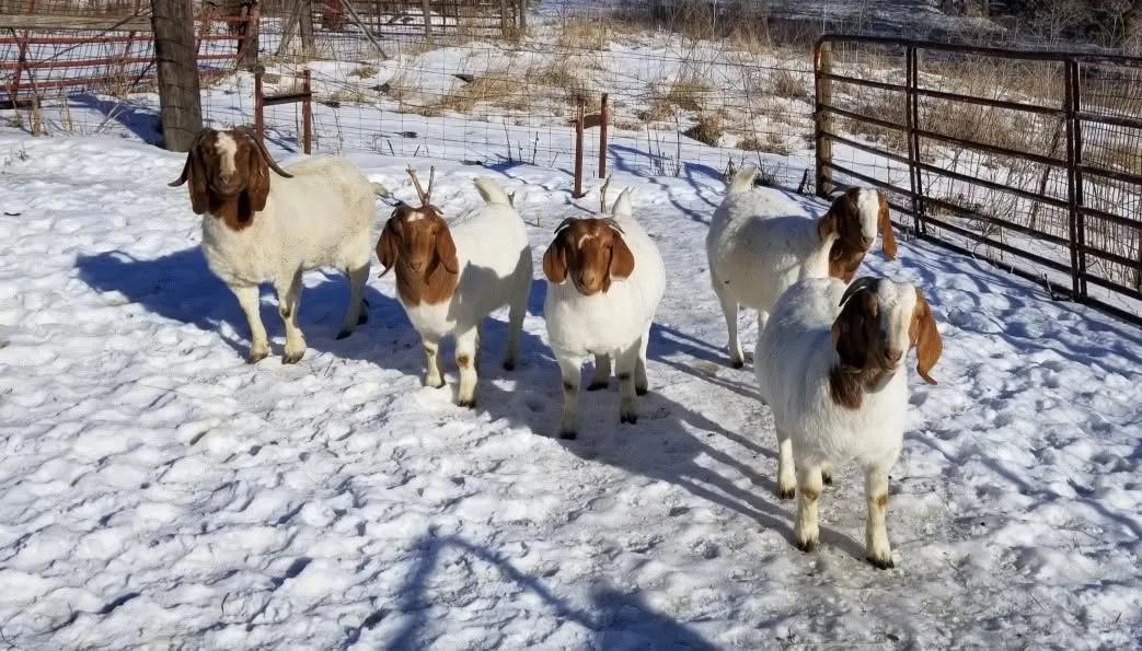 Five Boer does out in the snow on a bright winter day