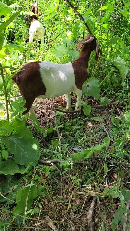 A Boer doe browsing head-high brush along the timber edge