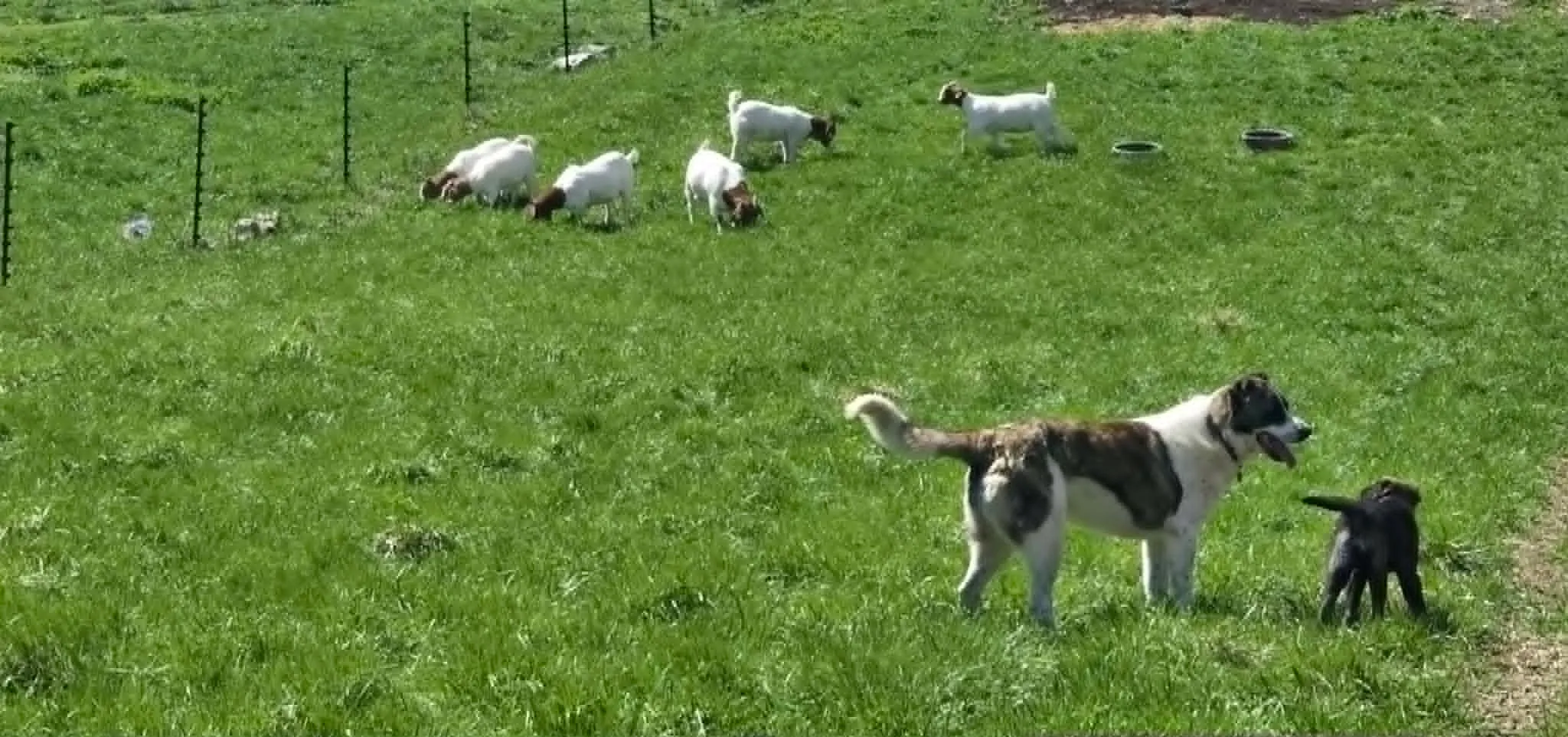 Grizzly and Karu, our Armenian Gamprs, out with the Boer goats
