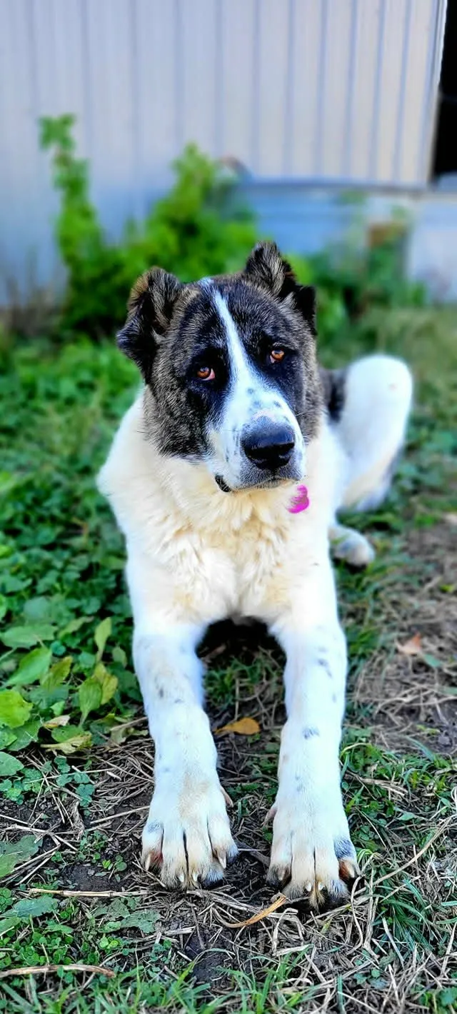 Grizzly, a white Armenian Gampr with brindle patches, lying in the grass facing the camera