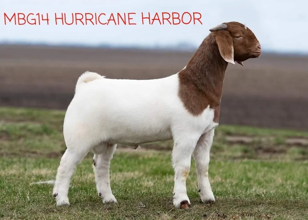 MBG14 Hurricane Harbor as a young buck, side profile on pasture