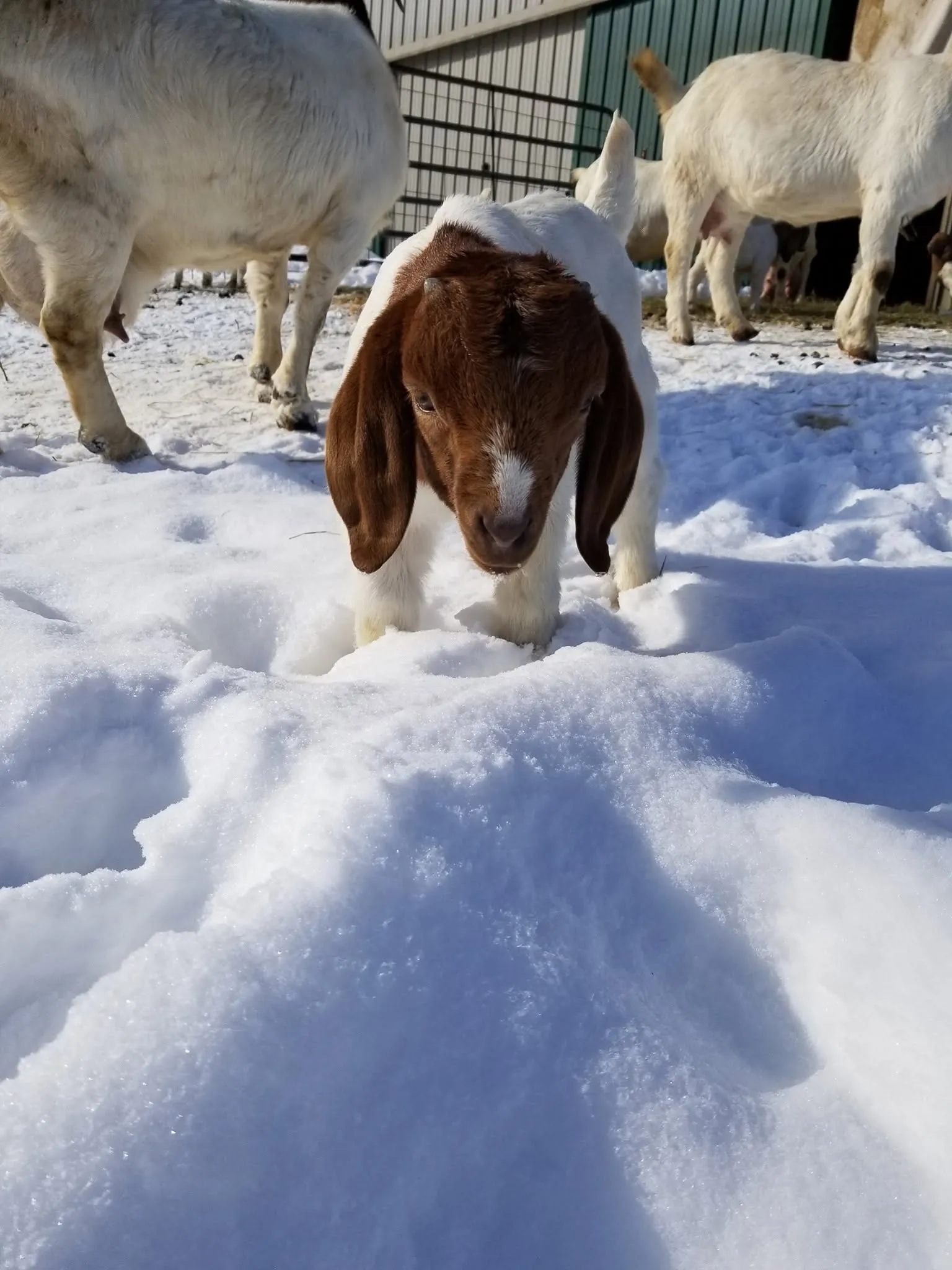 A Boer kid's first snow, does grazing behind