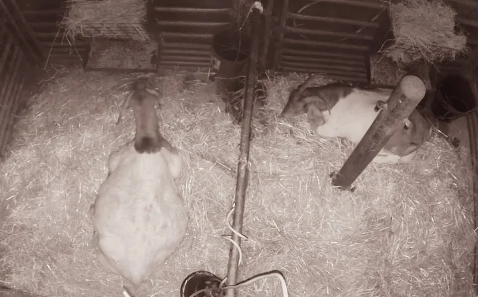 Overhead barn-camera view of two does resting in a straw-bedded kidding pen