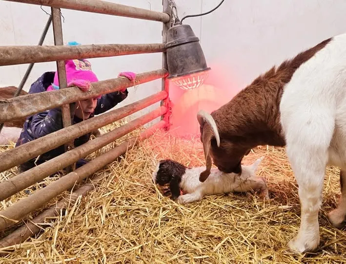 One of the kids watching over the gate as a doe cleans her newborn under the heat lamp
