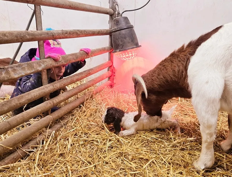 A young helper watching a doe with her newborn kid under the heat lamp in the kidding barn