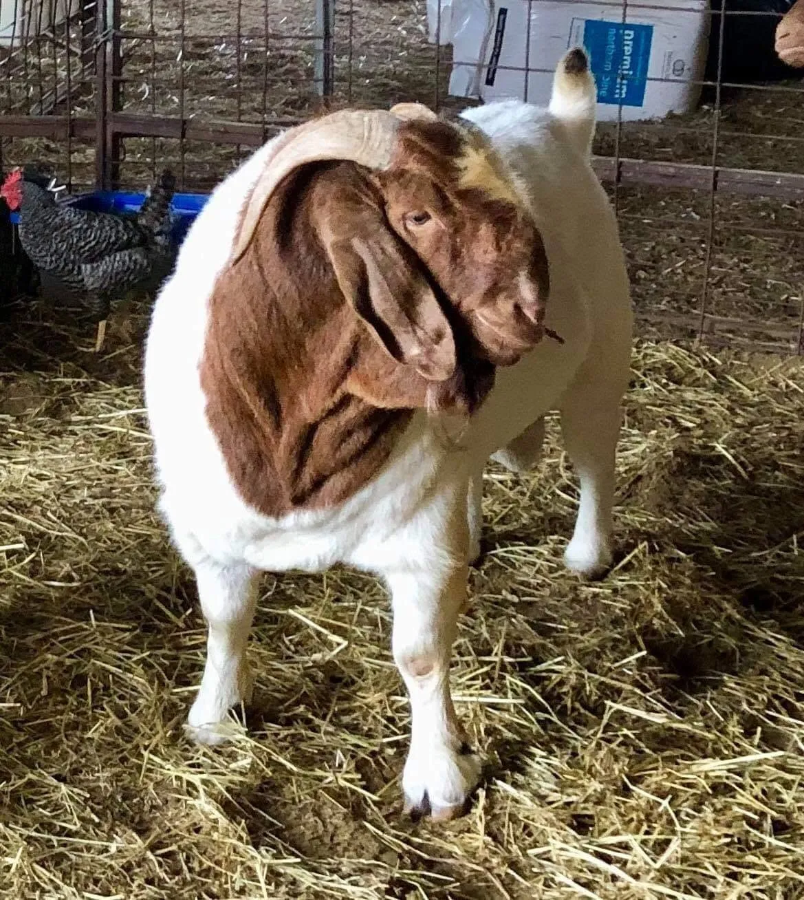 T F Mystery's Marvel, a traditional Boer buck, standing in the straw-bedded barn