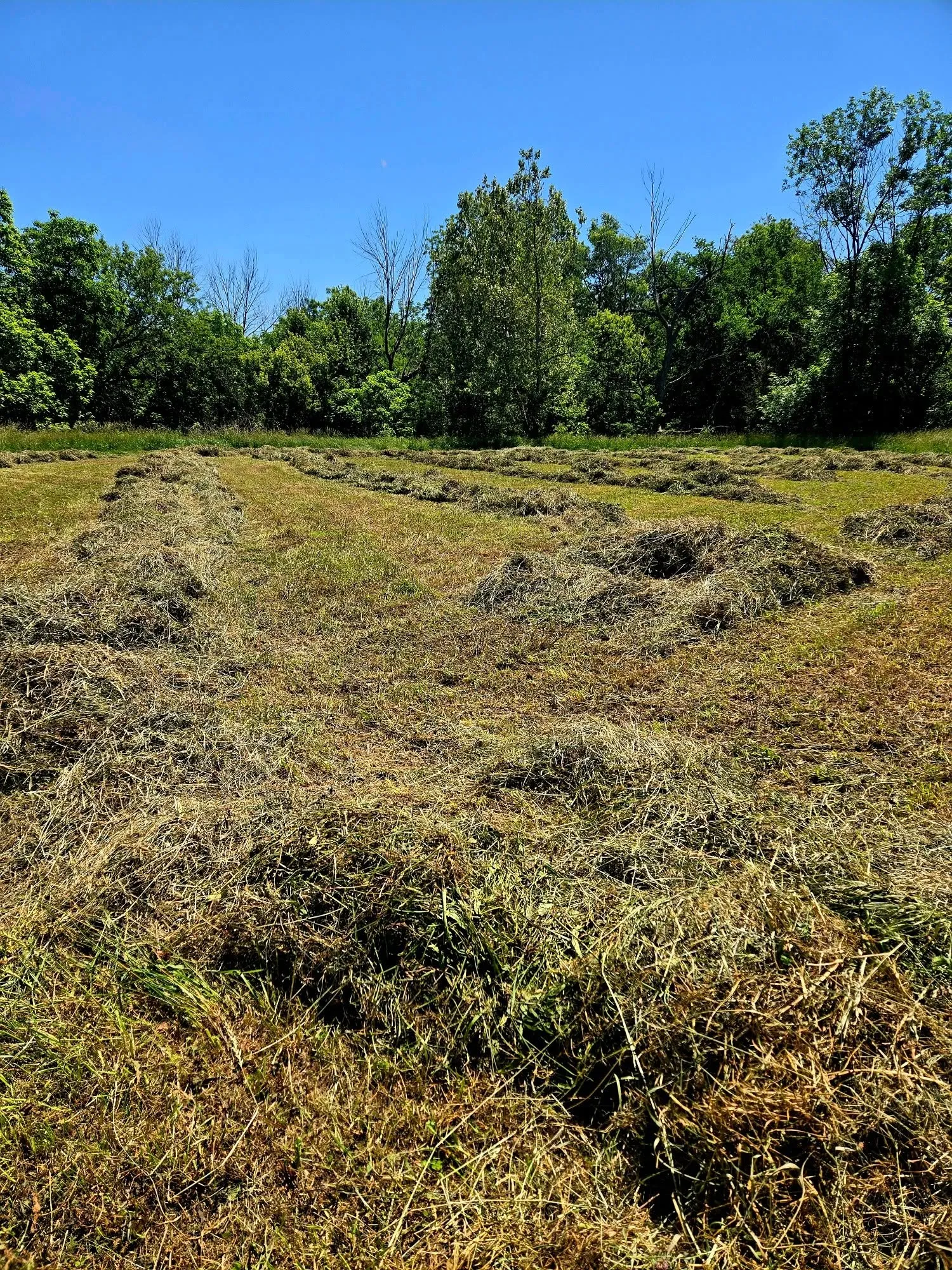 Fresh-cut hay in windrows across the pasture on a clear June day