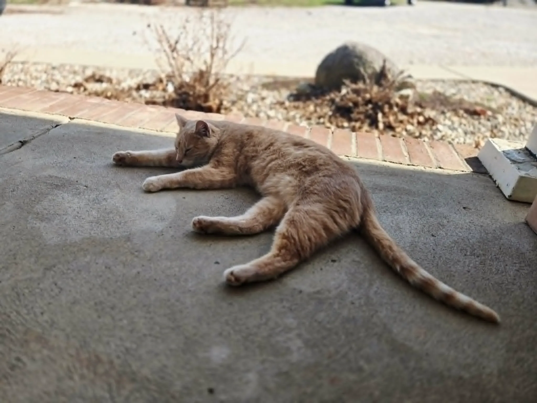 The barn cat stretched out asleep on the front porch