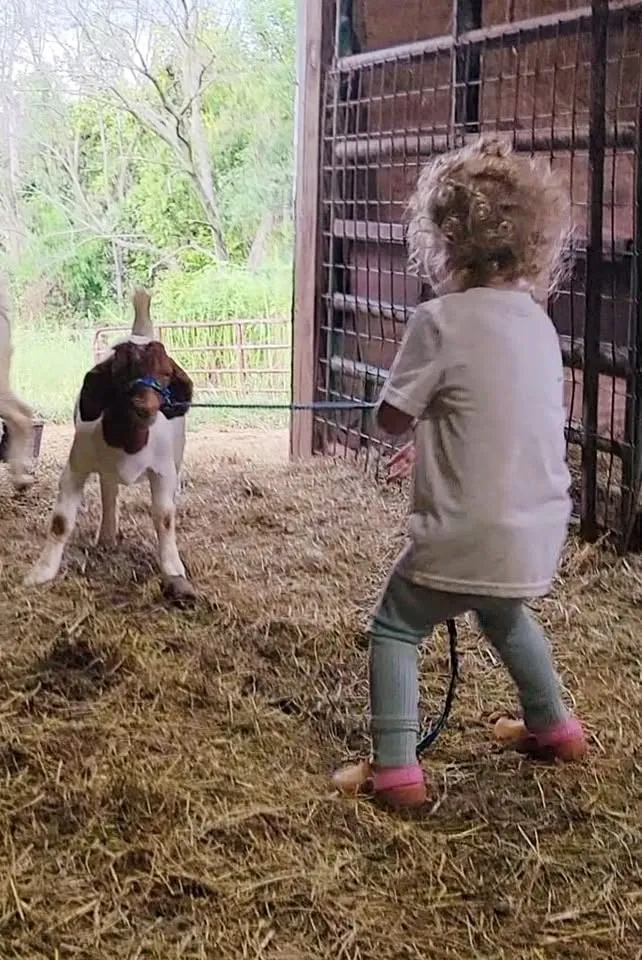 One of our youngest showing a goat kid who's boss on the halter
